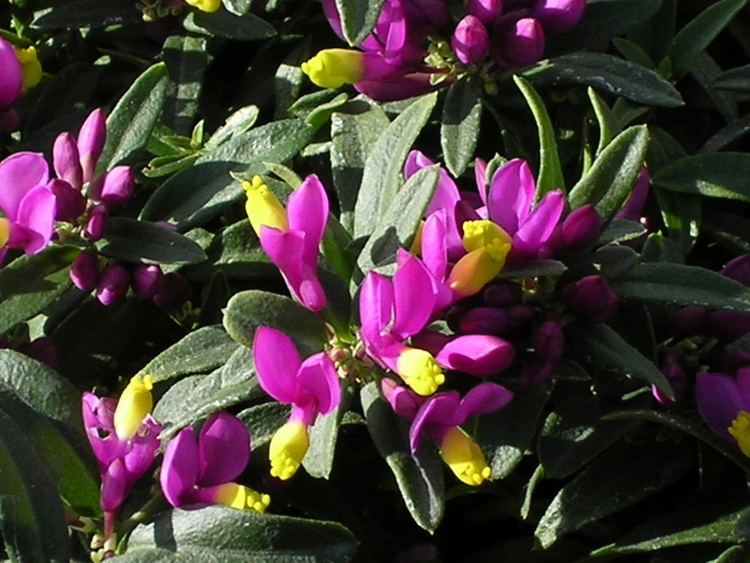 Polygala chamaebuxus Polygala is an underused evergreen with latewinter blooms