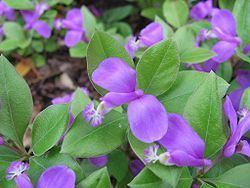 Polygala paucifolia Polygala paucifolia Wikipedia