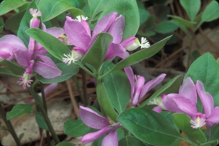 Polygala paucifolia Polygala paucifolia fringed milkwort gaywings Go Botany