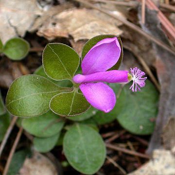 Polygala paucifolia Polygalapaucifolia1jpg