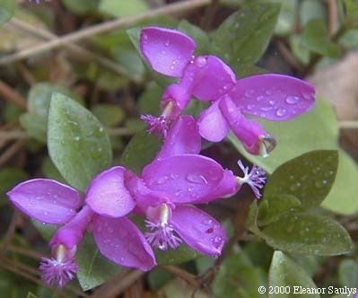 Polygala paucifolia Polygala paucifolia