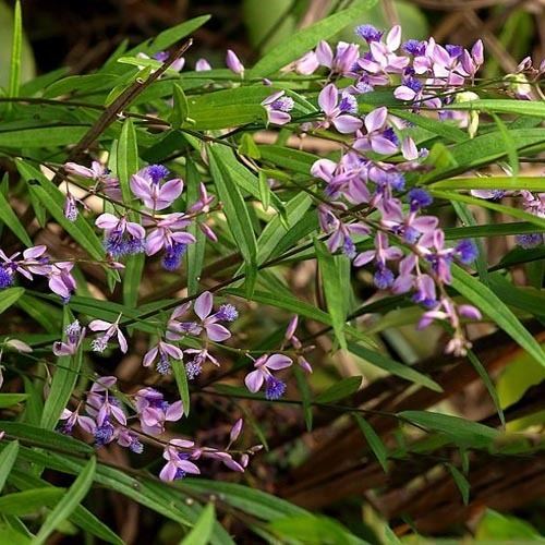 Polygala tenuifolia Polygala Root Extract Powder Novoherb