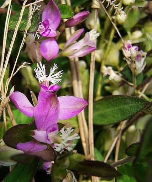 Polygala tenuifolia Polygala tenuifolia seed ZHONG WEI Horticultural Products Company