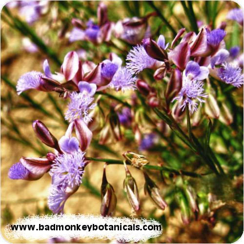 Polygala tenuifolia Polygala Tenuifolia Organic 201 Extract BadmonkeyBotanicalscom