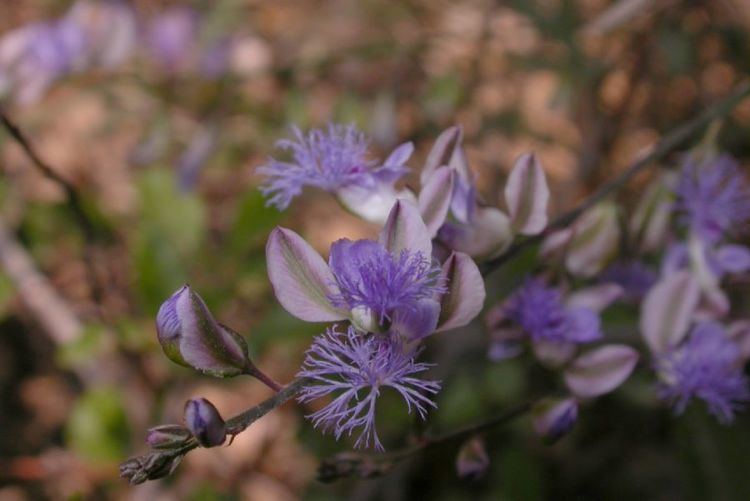 Polygala tenuifolia Polygala tenuifolia Polygalaceae image 25740 at PlantSystematicsorg