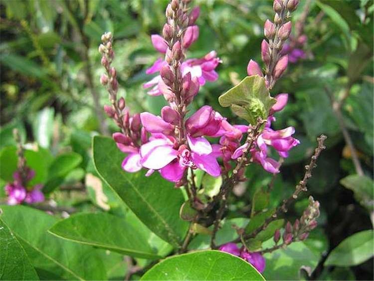 Polygalaceae Neotropical Polygalaceae Neotropikey from Kew