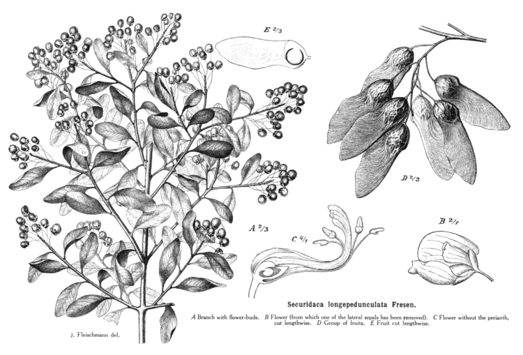Polygalaceae Angiosperm families Polygalaceae Juss