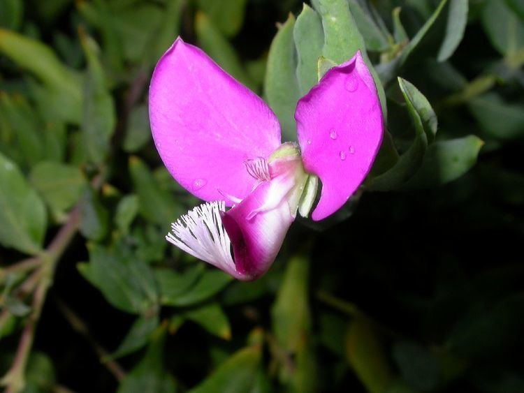 Polygalaceae Polygala dalmaisiana Polygalaceae image 8094 at PlantSystematicsorg