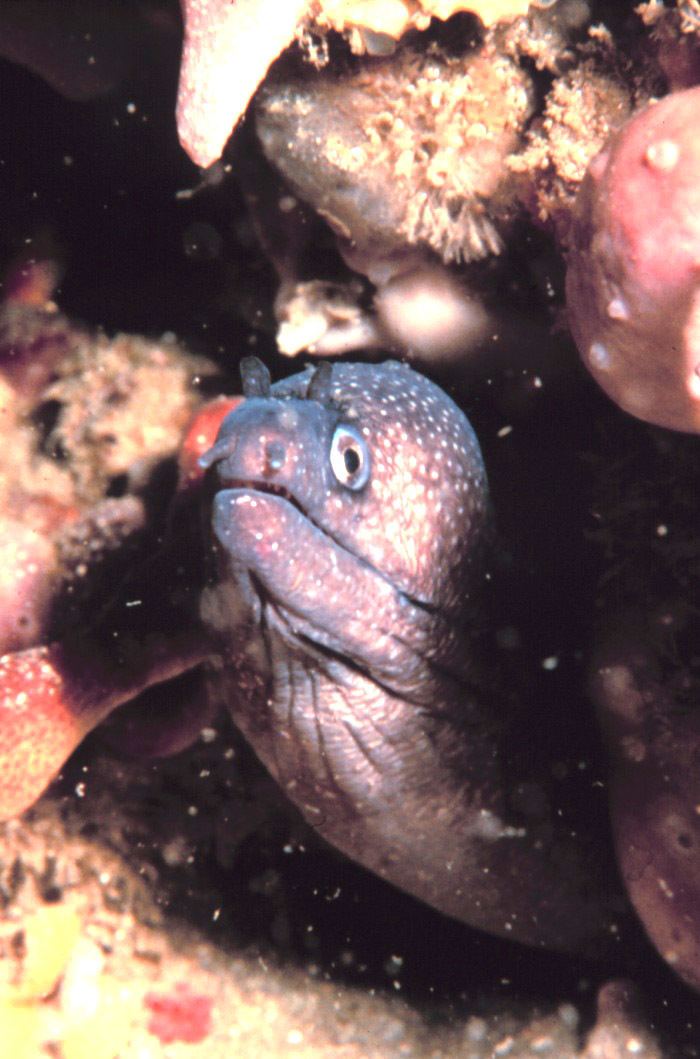 Polygon moray