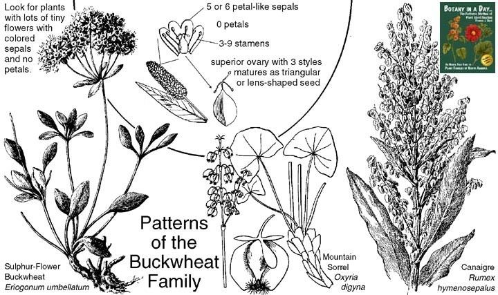 Polygonaceae Polygonaceae Buckwheat Family Identify plants and flowers
