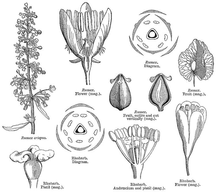 Polygonaceae Angiosperm families Polygonaceae Juss