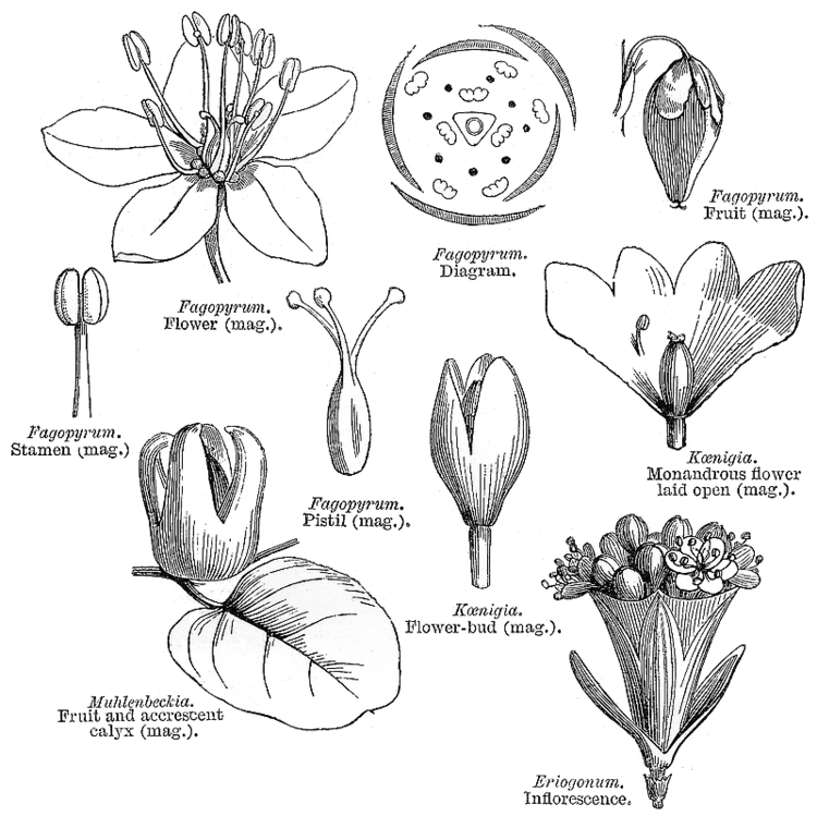 Polygonaceae Angiosperm families Polygonaceae Juss