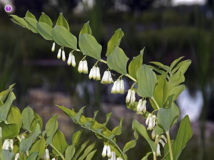 Polygonatum multiflorum Solomon39s Seal Polygonatum multiflorum Flowers NatureGate