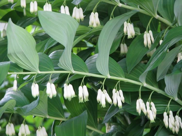 Polygonatum multiflorum FilePolygonatum multiflorum 7788jpg Wikimedia Commons