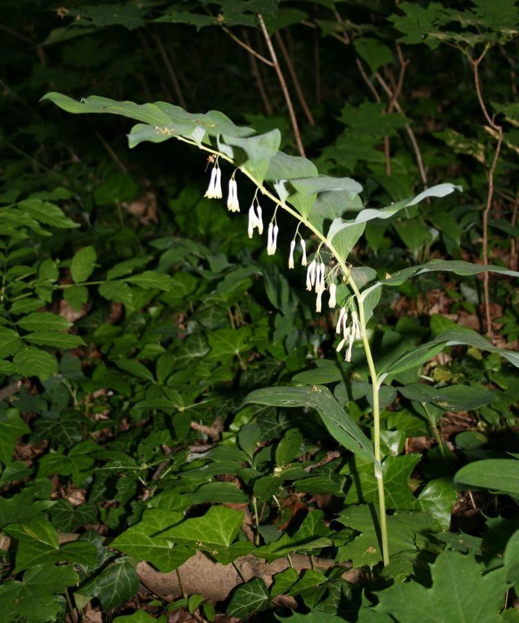 Polygonatum multiflorum httpsuploadwikimediaorgwikipediacommons44