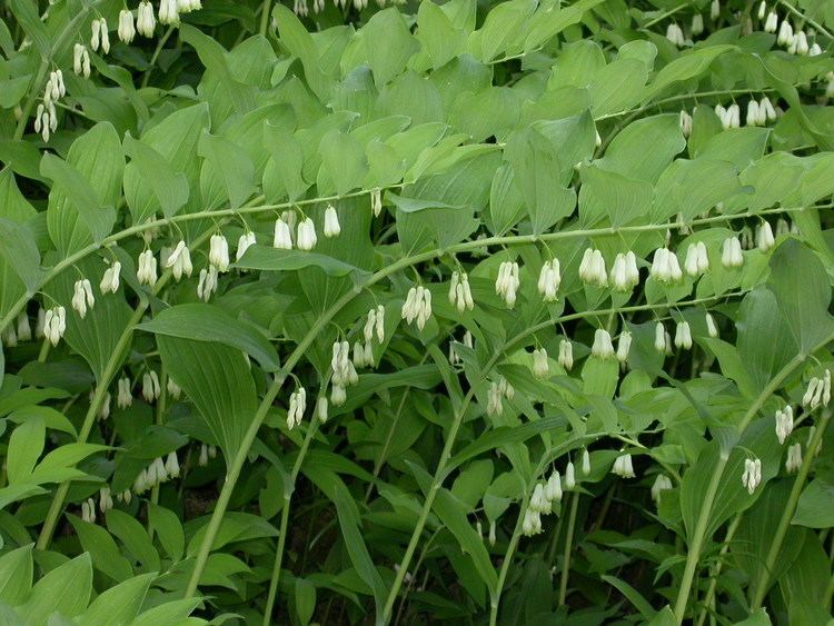 Polygonatum multiflorum The Characteristics of Solomon39s Seal Polygonatum biflorum vs