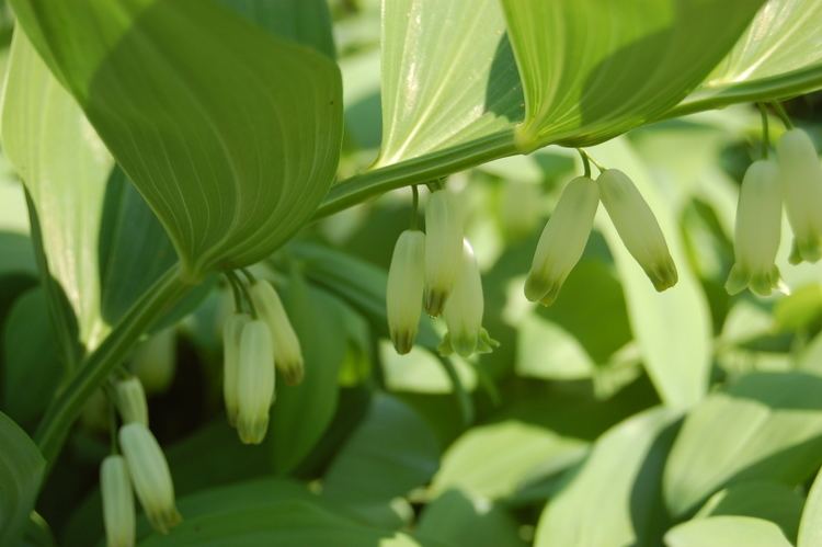 Polygonatum odoratum - Alchetron, The Free Social Encyclopedia