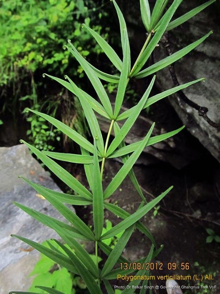 Polygonatum verticillatum Medicinal Plants Polygonatum verticillatum