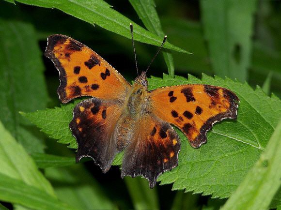 Polygonia Butterflies of North America Polygonia comma