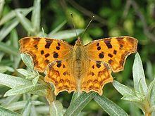 Polygonia httpsuploadwikimediaorgwikipediacommonsthu