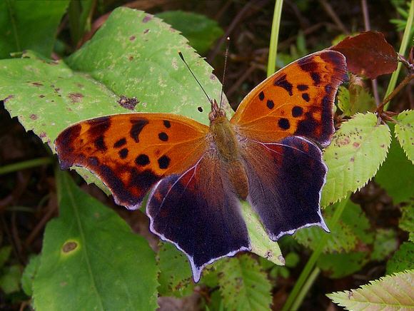 Polygonia Butterflies of North America Polygonia interrogationis