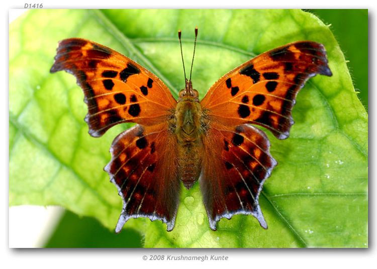 Polygonia Polygonia interrogationis live adults page 1