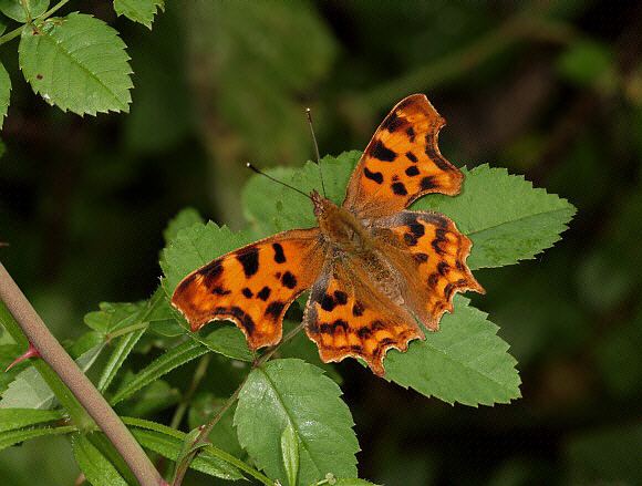 Polygonia Butterflies of Europe Polygonia calbum