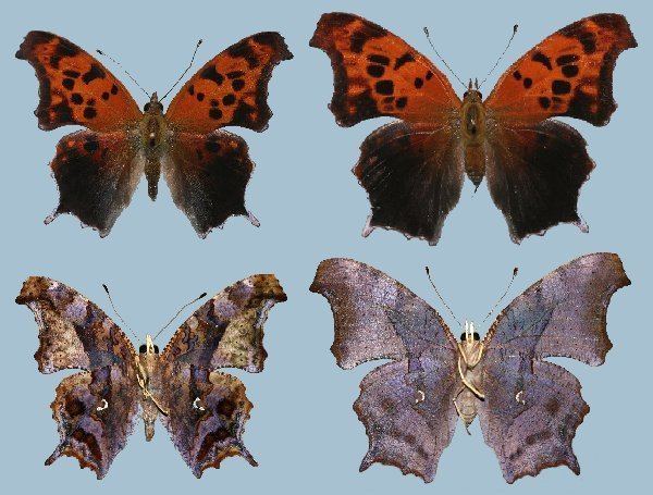 Polygonia interrogationis Polygonia interrogationis Raising ButterfliesHow to find and