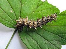 Polygonia progne Polygonia progne Wikipedia