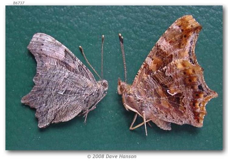 Polygonia progne Polygonia progne live adults