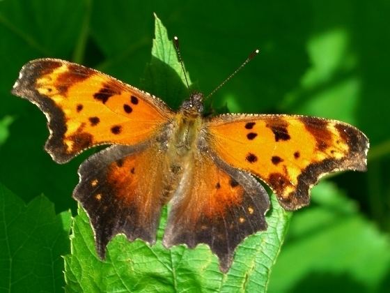 Polygonia progne Gray Comma Polygonia progne BugGuideNet