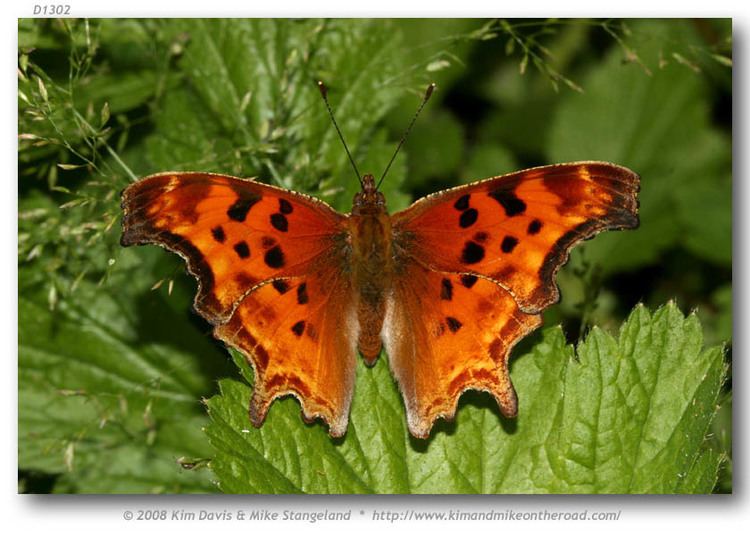 Polygonia satyrus Polygonia s satyrus live adults page 1