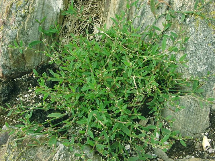 Polygonum Aviculare Alchetron The Free Social Encyclopedia Polygonum Aviculare Alchetron The Free Social Encyclopedia