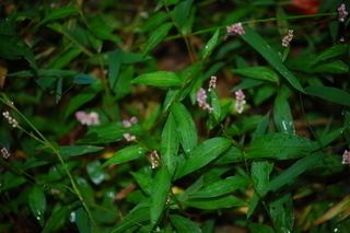 Polygonum cespitosum Polygonum cespitosum Oriental ladys thumb Discover Life mobile