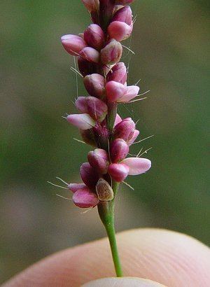 Polygonum cespitosum Polygonum cespitosum page