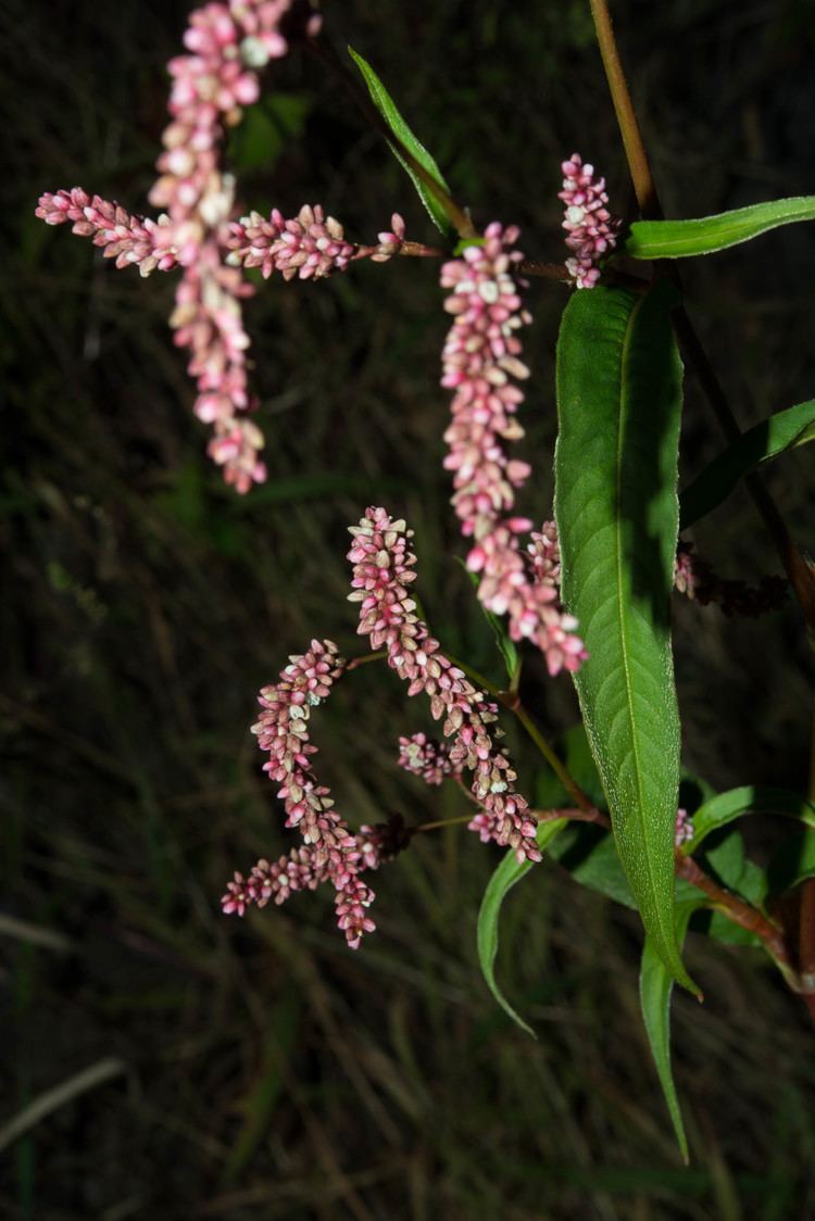 Polygonum cespitosum Polygonum cespitosum Oriental Lady39s Thumb