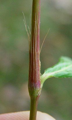 Polygonum cespitosum Polygonum cespitosum page