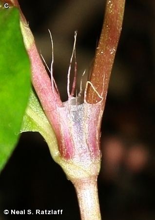 Polygonum cespitosum Nature Search BRISTLY LADY39S THUMB Polygonum cespitosum var