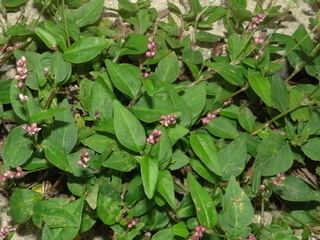 Polygonum cespitosum Polygonum cespitosum Oriental ladys thumb Discover Life mobile