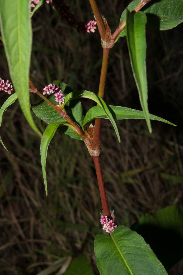 Polygonum cespitosum Polygonum cespitosum Oriental Lady39s Thumb