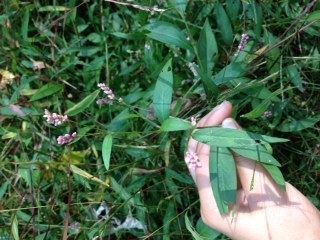 Polygonum cespitosum CNH portal Polygonum cespitosum var cespitosum