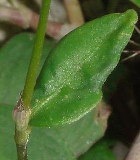 Polygonum cespitosum Polygonum cespitosum Discover Life