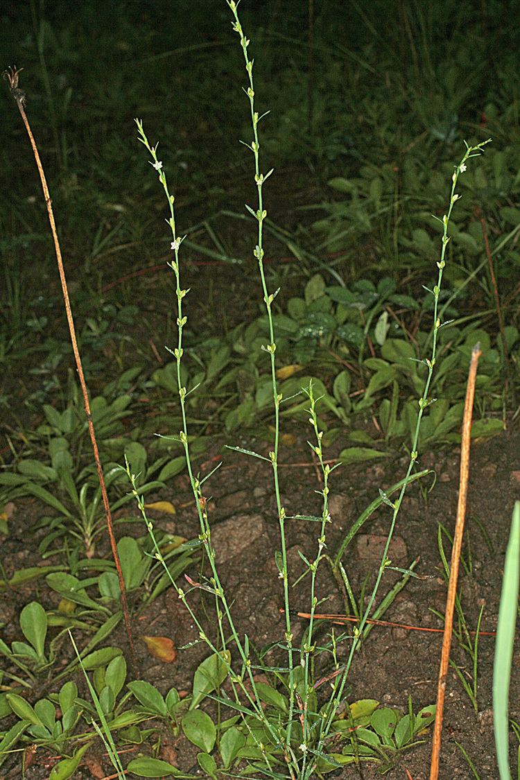 Polygonum erectum Vascular Plants of the Gila Wilderness Polygonum erectum