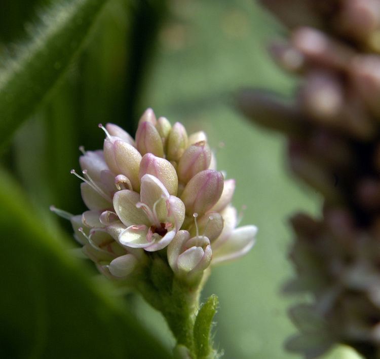 Polygonum pensylvanicum Polygonum pensylvanicum Wikipedia