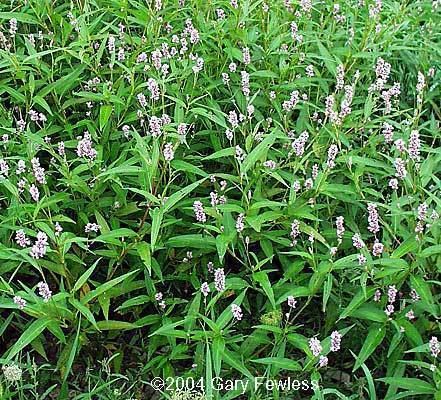 Polygonum pensylvanicum Wetland Plants of Wisconsin Polygonum pensylvanicum Pennsylvania