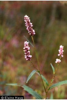 Polygonum pensylvanicum httpsplantsusdagovgallerystandardpope2005