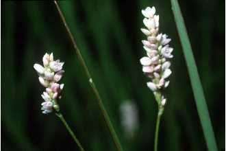 Polygonum pensylvanicum Plants Profile for Polygonum pensylvanicum Pennsylvania smartweed