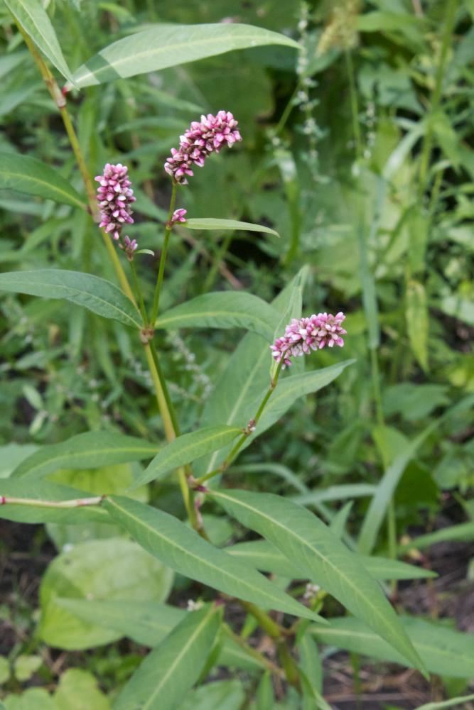 Polygonum pensylvanicum MinneFlora Pennsylvania Smartweed Polygonum pensylvanicum