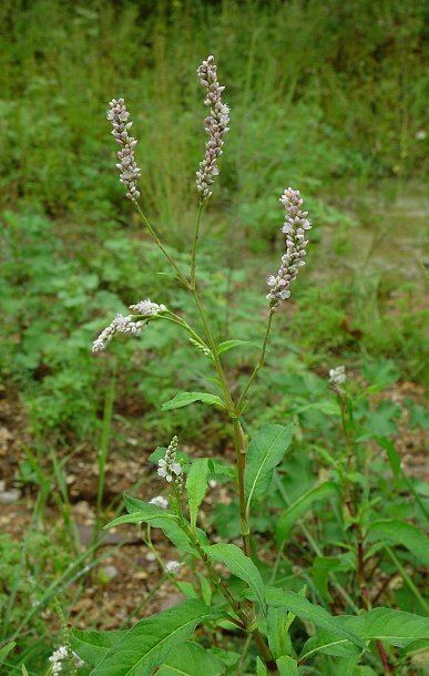 Polygonum pensylvanicum Polygonum pensylvanicum page