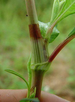 Polygonum pensylvanicum Polygonum pensylvanicum page